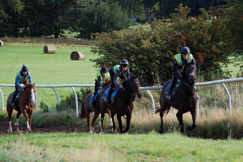 Early Oct gallop Lot 2
