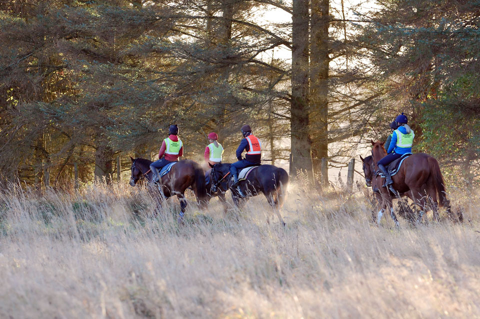 Heading home from the gallops