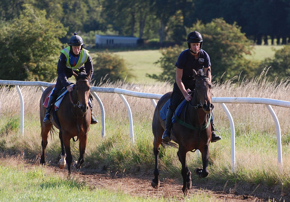 End of August gallop lot 2