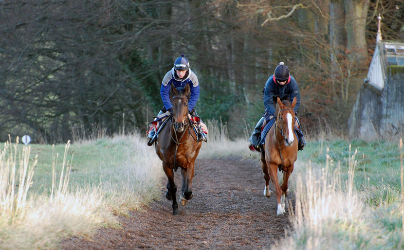 Snapping Turtle and Bollin Fiona