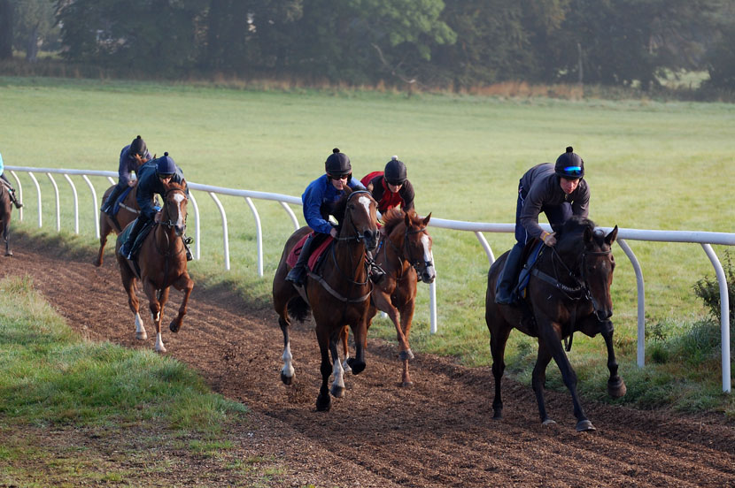 Morning gallop lost 2a