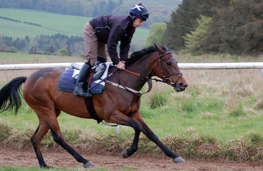Dusty on the gallops