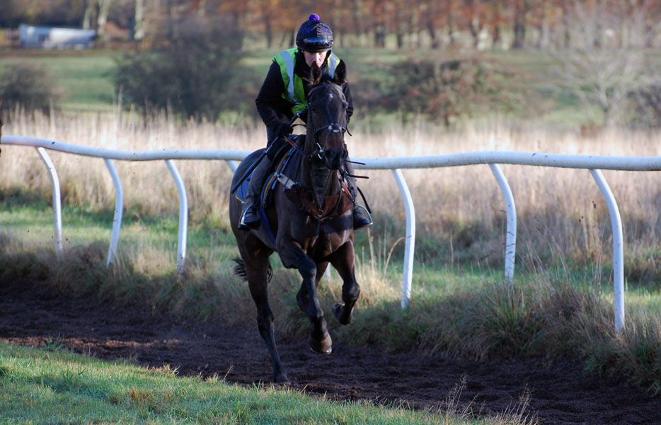 Lucy on the gallops