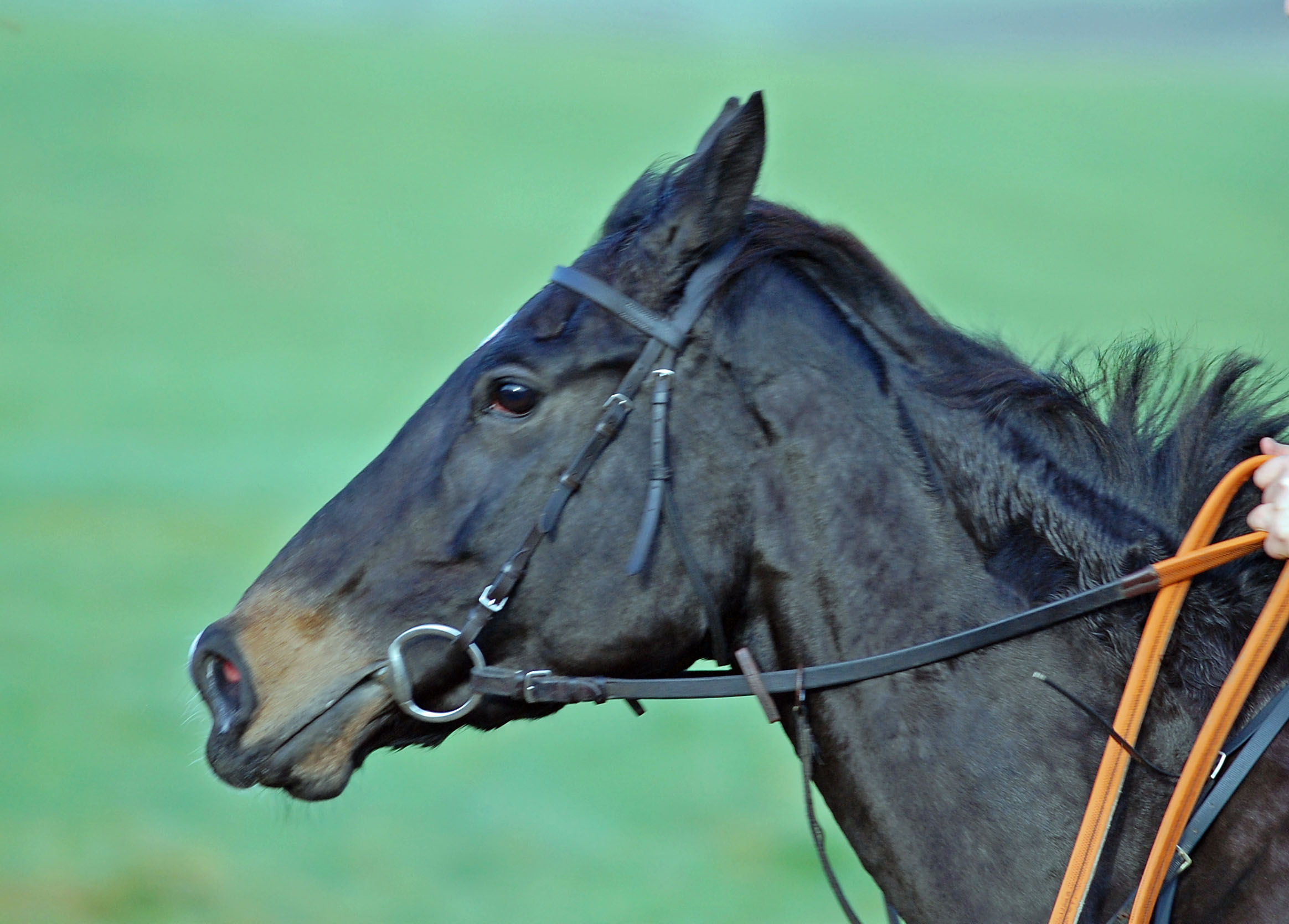 Mini the Minx close up