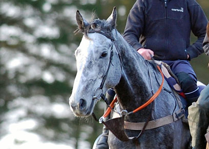 Shadow Boxer close up