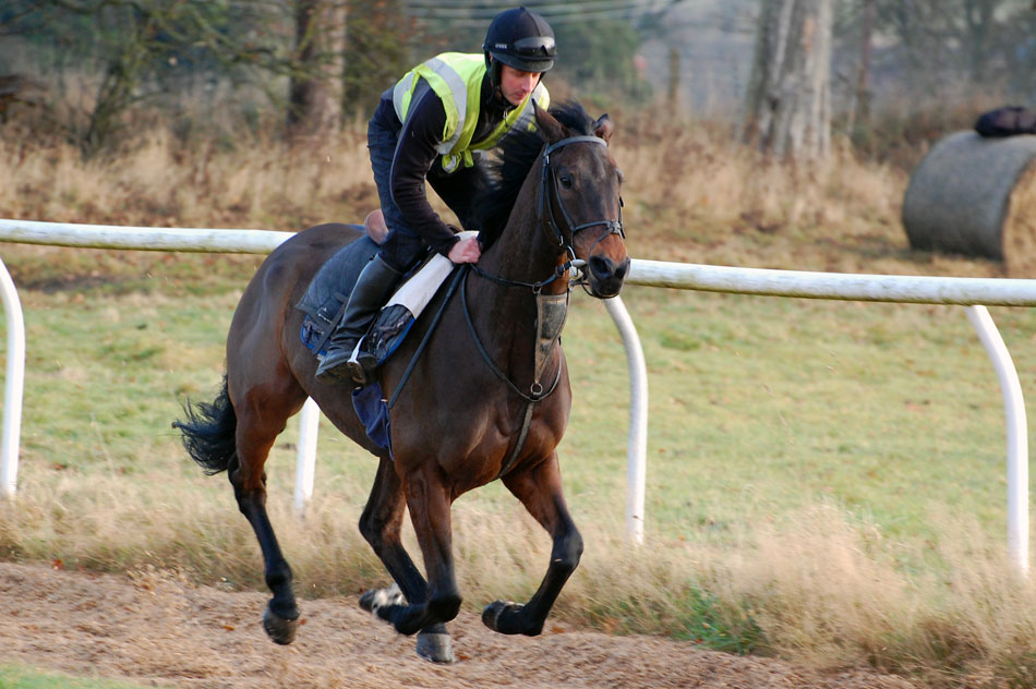 Shady on the gallops