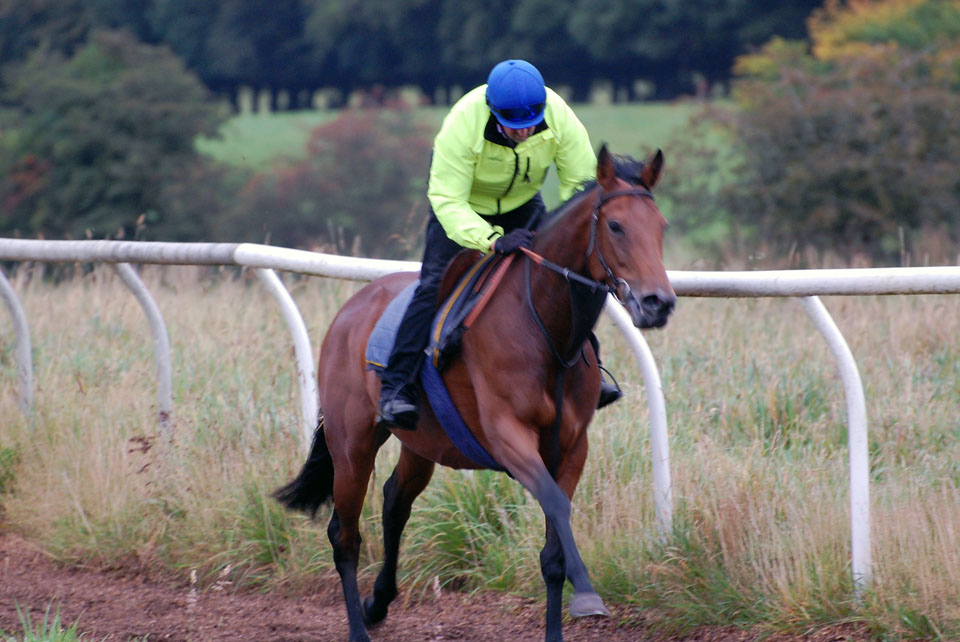 Katie on the gallops