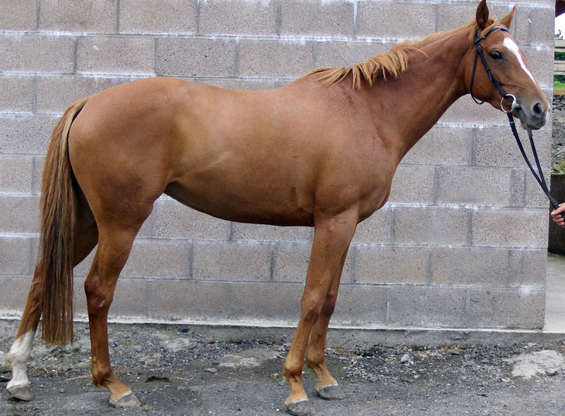 Texas Tilly portrait