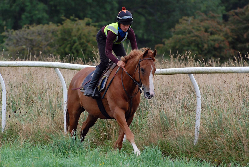 Chuckle on the gallops
