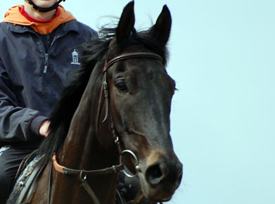 Yo La Tengo portrait