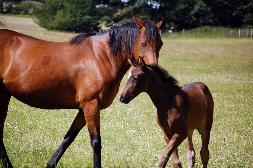 Julie and foal
