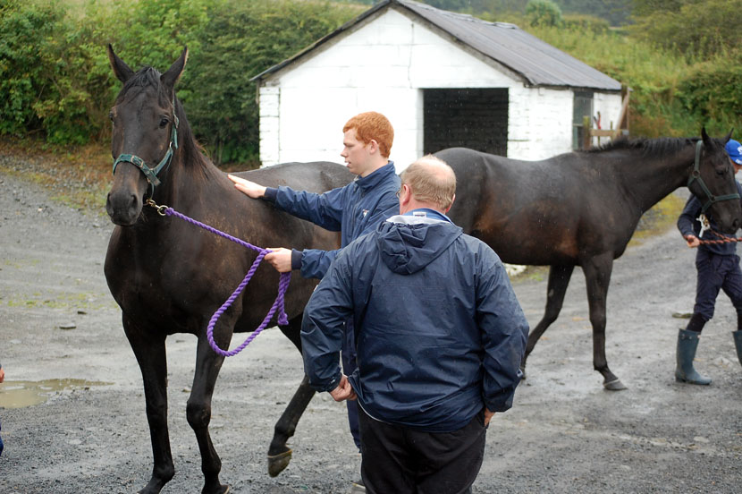 Welcome back to Dodlands